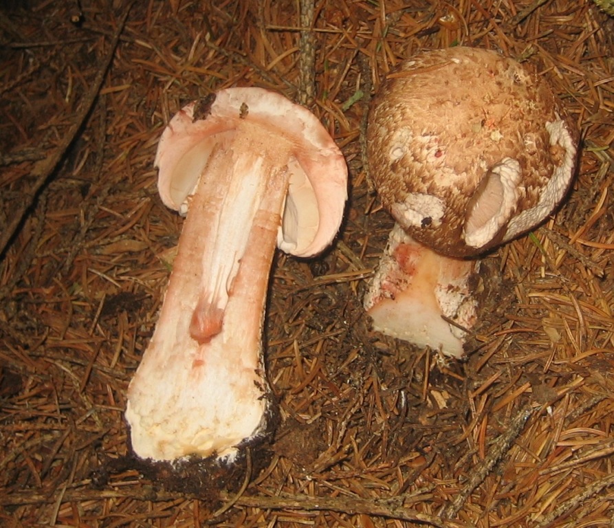 Agaricus langei?