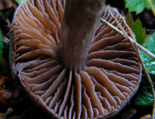 Escursione a 1500/1800,tanti funghi