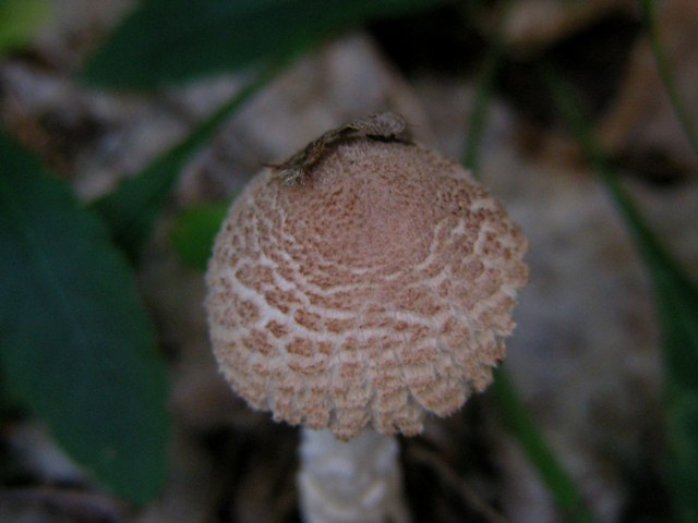 Piccola lepiota