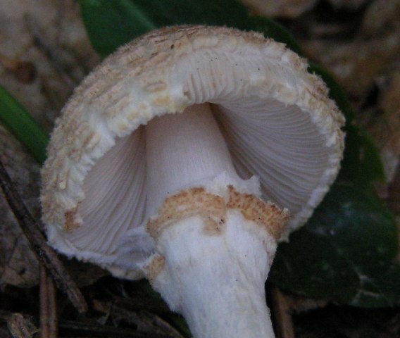 Piccola lepiota