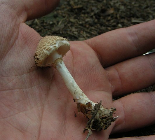 Piccola lepiota