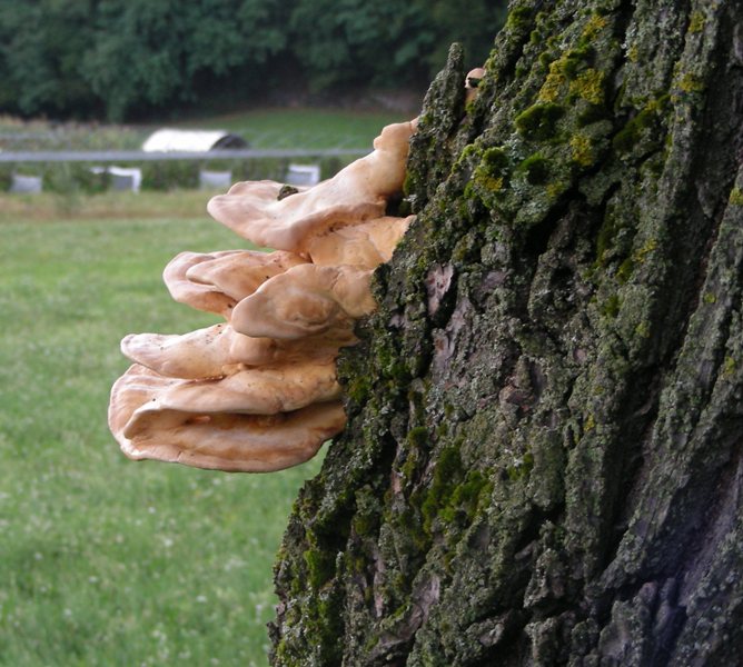 bel lignicolo su salice (Laetiporus sulphureus)