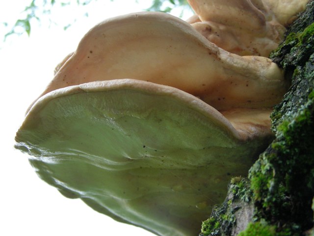 bel lignicolo su salice (Laetiporus sulphureus)