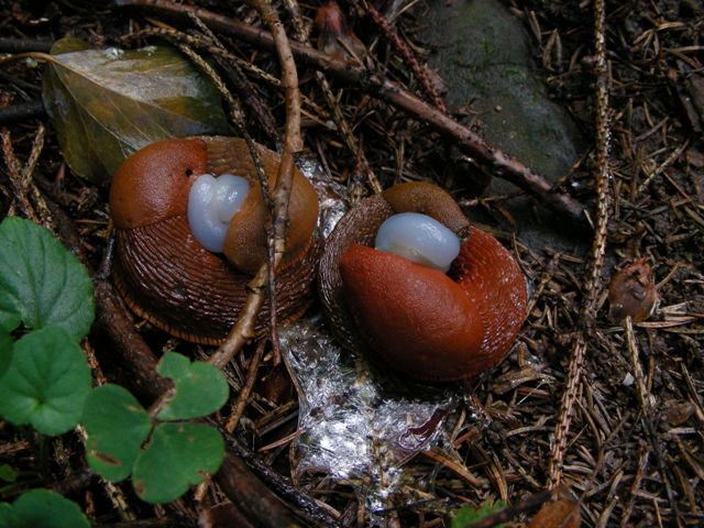 Doppia coppia di Arion lusitanicus o rufus