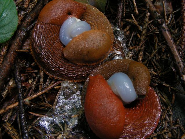 Doppia coppia di Arion lusitanicus o rufus