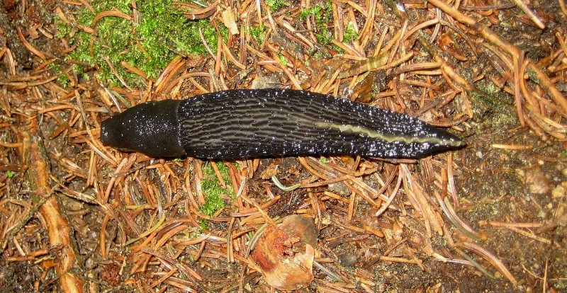 Limax cf cinereoniger dal Val dei Mocheni (TN)