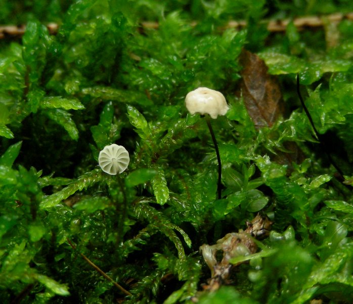 Marasmius (marasmiellus?) da determinare