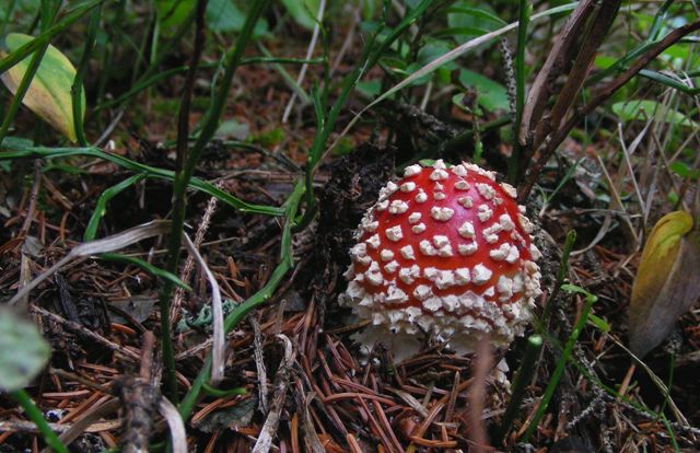 Escursione a 1500/1800,tanti funghi