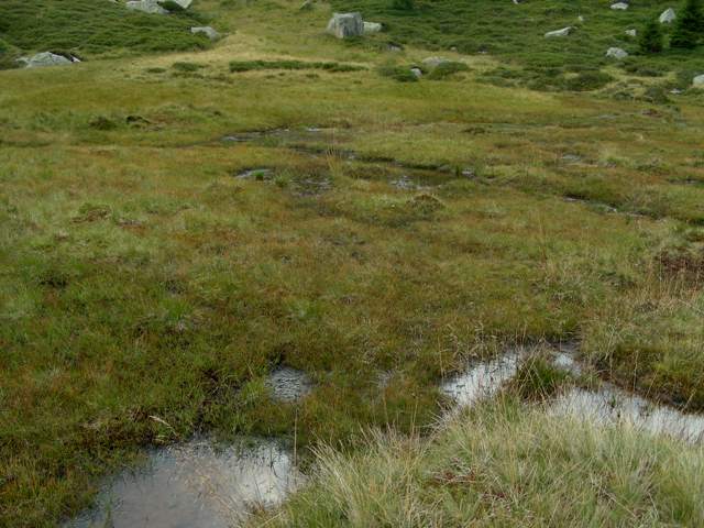 Funghi in quota, montagne del Lagorai (gruppo del Rava)