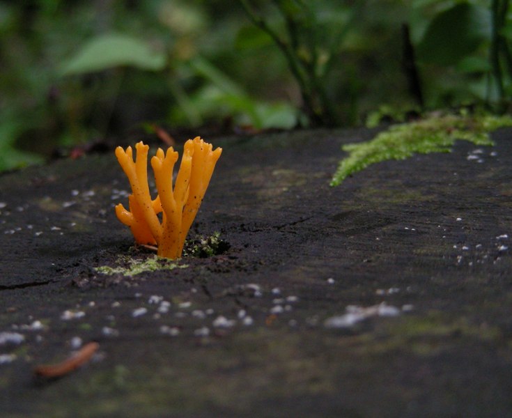 Ramaria