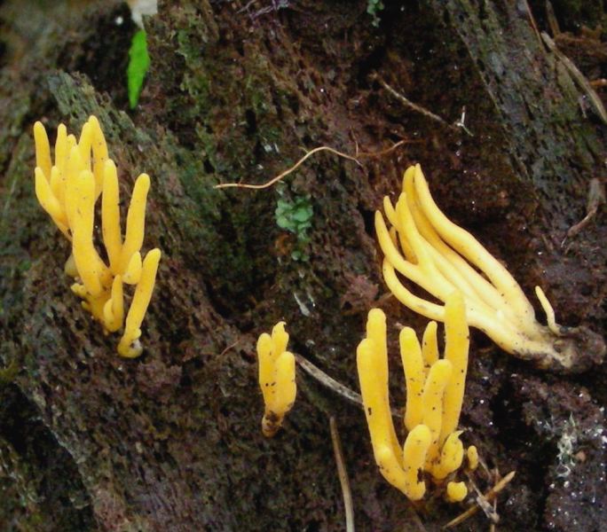 Ramaria