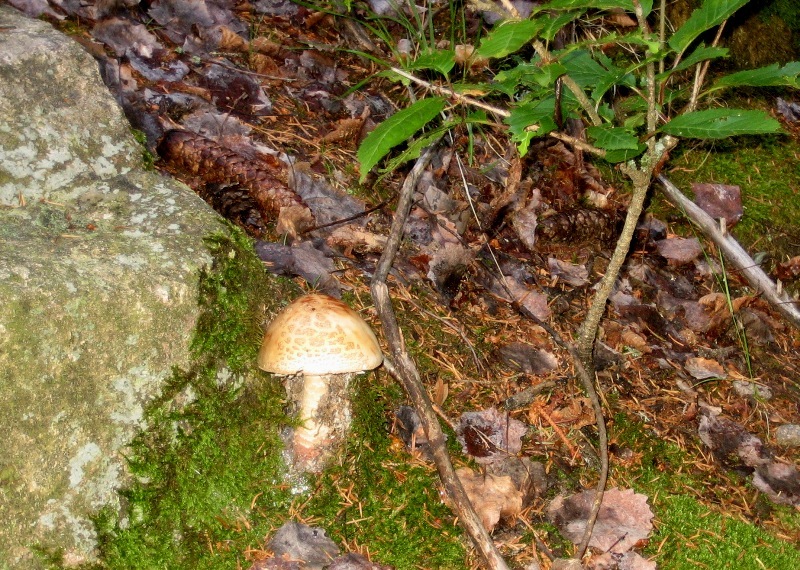 27/6,escursione a 1300/1800 metri