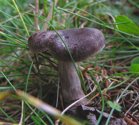 Escursione a 1500/1800,tanti funghi