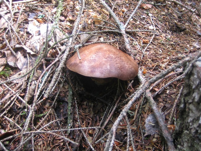 Agaricus da determinare