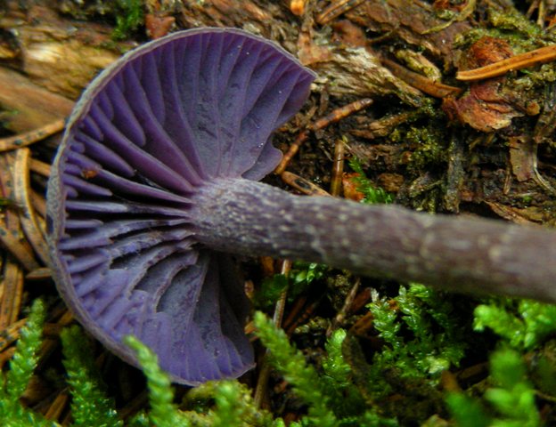 Escursione in Panarotta...con Russula