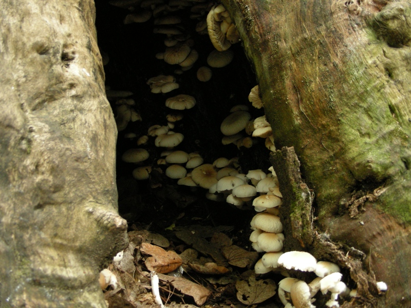 altro sopralluogo nei parchi