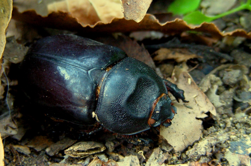 Oryctes nasicornis
