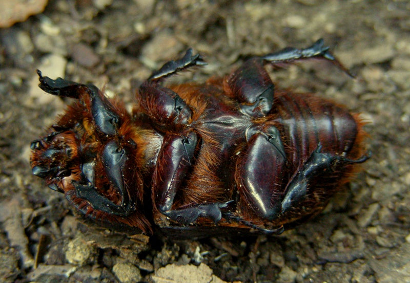 Oryctes nasicornis