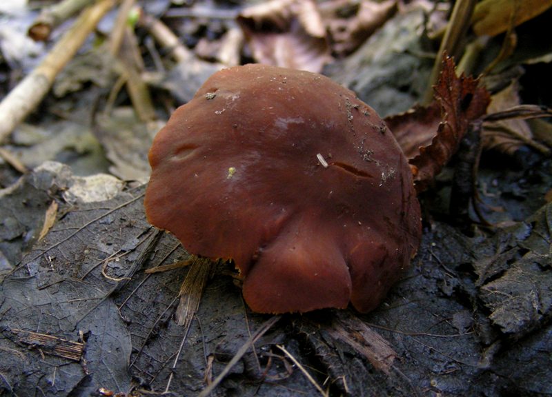 Collybia?