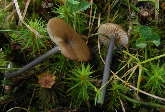 Escursione in Panarotta...con Russula