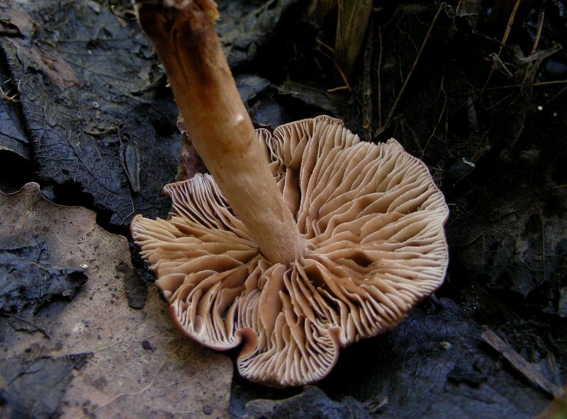 Collybia?