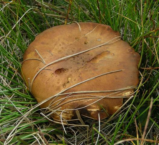 Funghi in quota, montagne del Lagorai (gruppo del Rava)