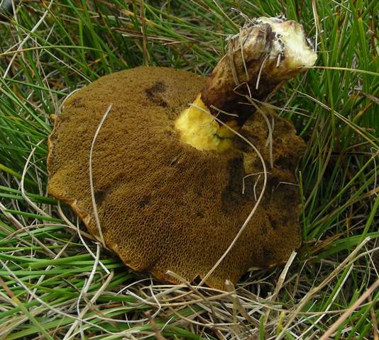 Funghi in quota, montagne del Lagorai (gruppo del Rava)