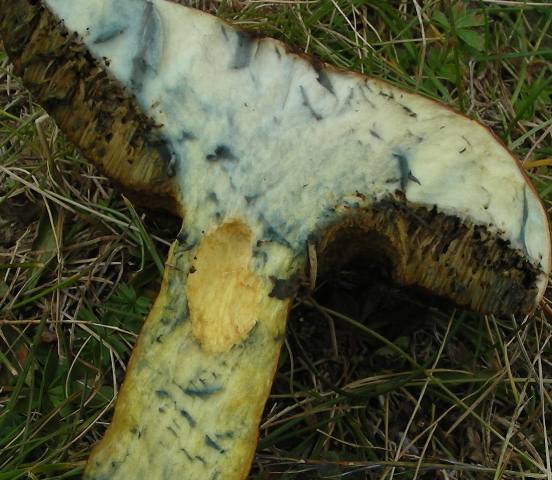 Funghi in quota, montagne del Lagorai (gruppo del Rava)