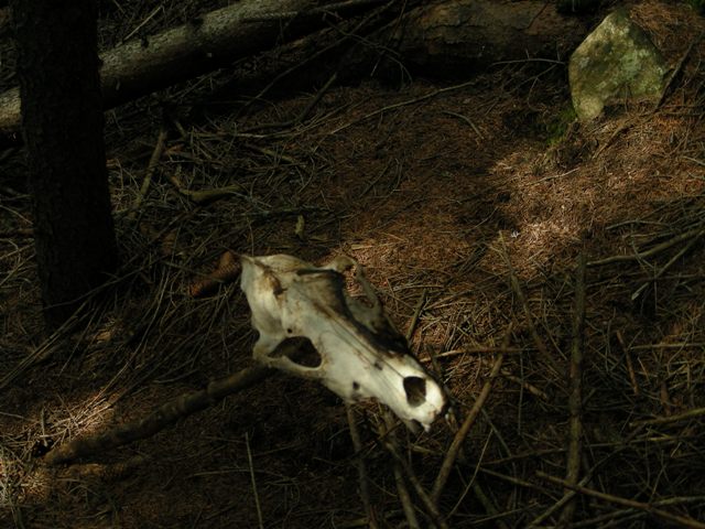 Tre orsi morti
