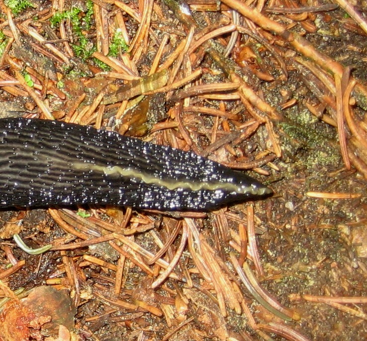 Limax cf cinereoniger dal Val dei Mocheni (TN)