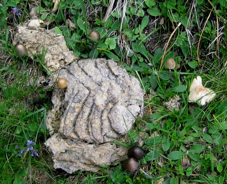 27/6,escursione a 1300/1800 metri