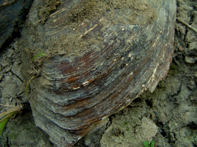 Anodonta woodiana, grosso bivalve dulciacqicolo