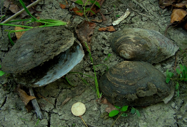 Anodonta woodiana, grosso bivalve dulciacqicolo