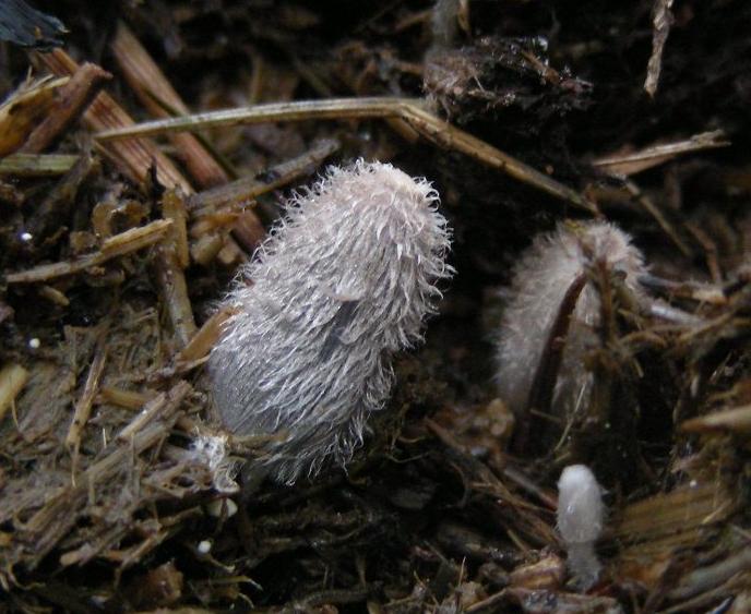Coprino pelosetto (cfr. Coprinopsis macrocephala/stercorea)