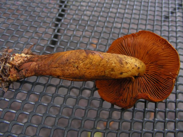 Escursione in Panarotta...con Russula