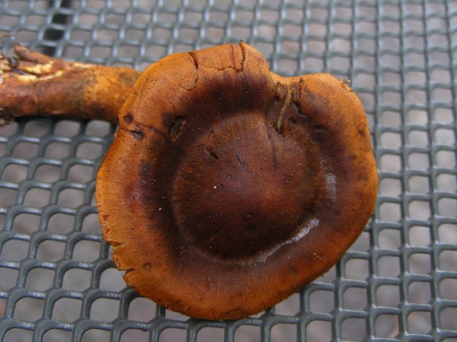 Escursione in Panarotta...con Russula