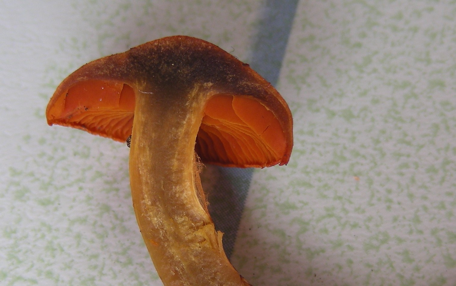 Escursione in Panarotta...con Russula