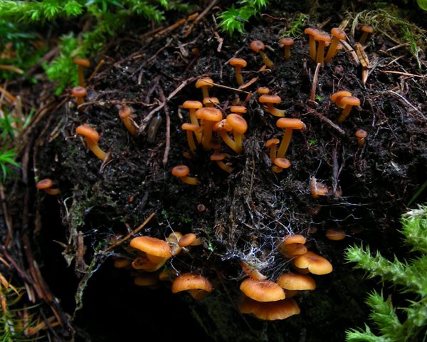 Escursione in Panarotta...con Russula