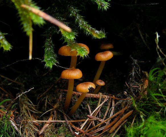 Escursione in Panarotta...con Russula
