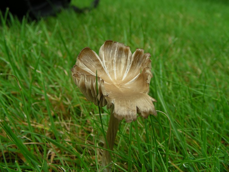 Entoloma?