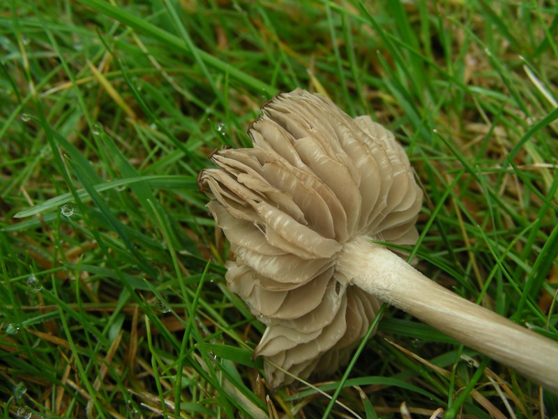 Entoloma?