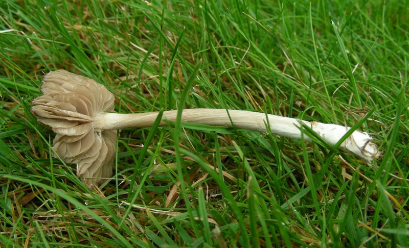 Entoloma?