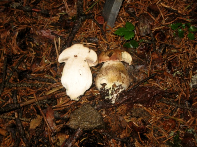 27/6,escursione a 1300/1800 metri