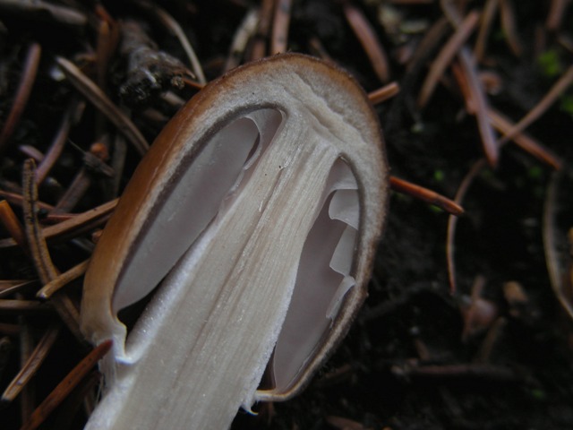 Escursione a 1500/1800,tanti funghi