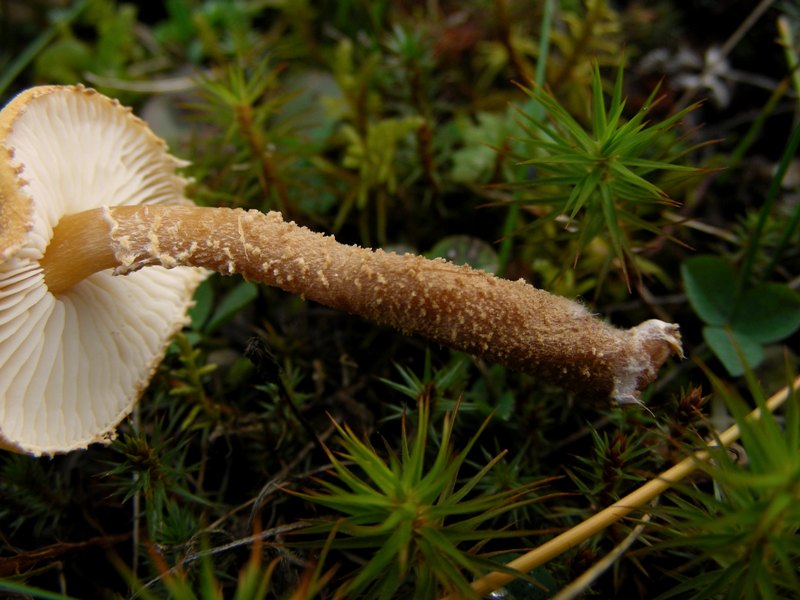 Cystoderma amianthinum  var. rugosoreticulatum