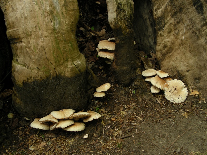 altro sopralluogo nei parchi