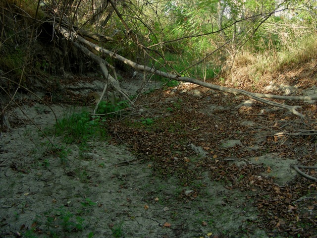 Anodonta woodiana, grosso bivalve dulciacqicolo