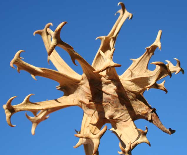 Physoplexis comosa / Raponzolo di roccia