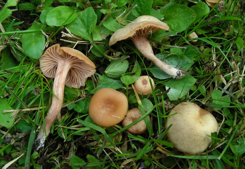 Laccaria?