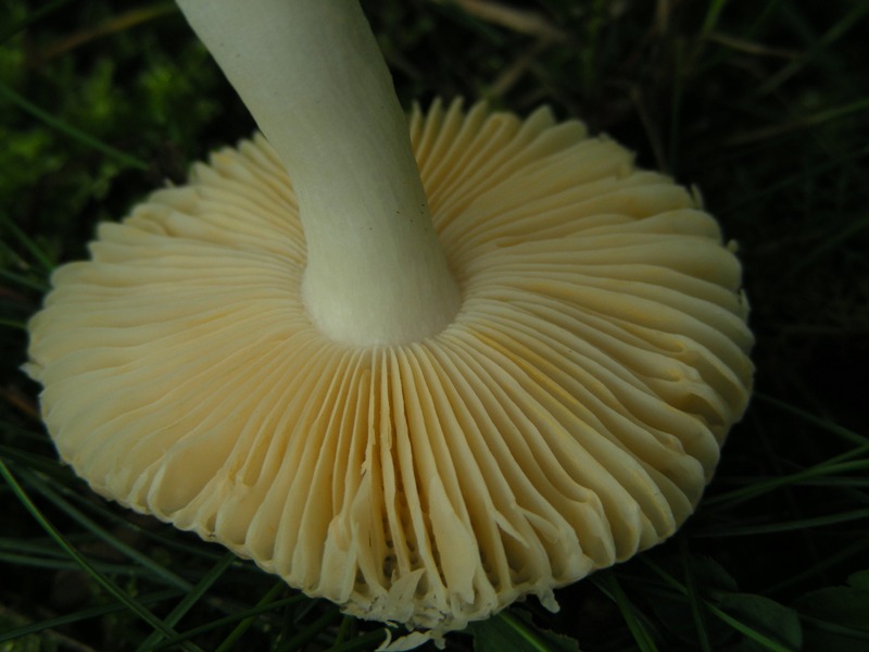 Russula nauseosa